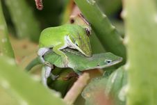 Close-up Of Mating Lizards Royalty Free Stock Photos