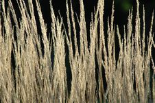 Golden Grasses Royalty Free Stock Photography Golden Grasses Royalty Free Stock Photography