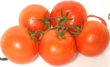 Tomatoes With Rain Drops Royalty Free Stock Photography Tomatoes With Rain Drops Royalty Free Stock Photography