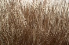 Silver Fox Fur Stock Image Silver Fox Fur Stock Image