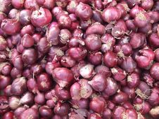 Onion Royalty Free Stock Photos Onion Royalty Free Stock Photos