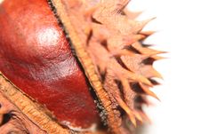 Chestnut 3 Royalty Free Stock Photo Chestnut 3 Royalty Free Stock Photo
