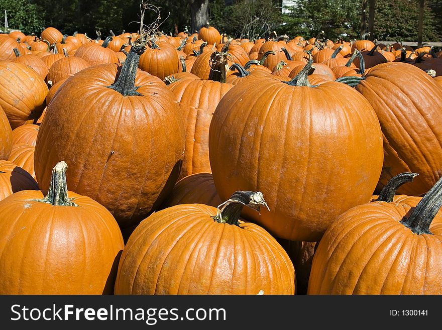 A large quantity of pumpkins at harvest time. A large quantity of pumpkins at harvest time.