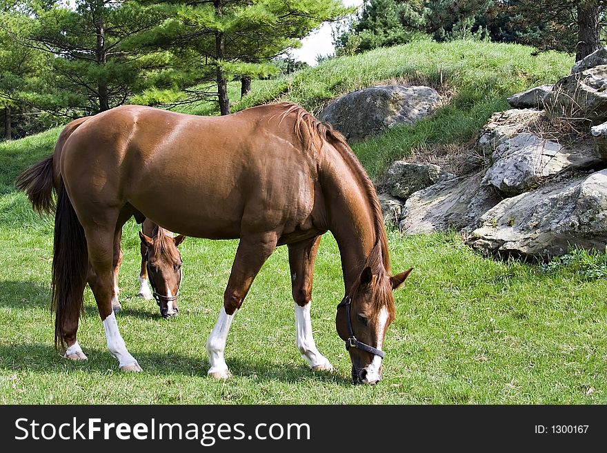 Two beautiful horses grazing - scenic. Two beautiful horses grazing - scenic.