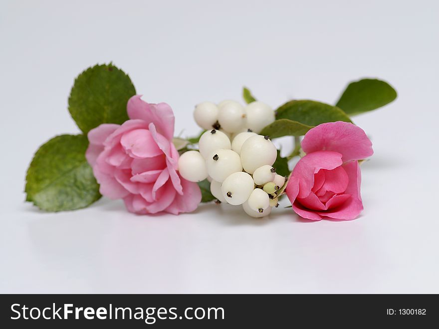 Pink roses and pearls on a white background