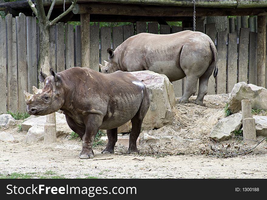 Two rhinoceros at the Cleveland Zoo.