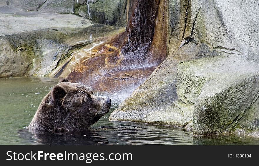 A grizzly bear takes a swim in pool at Cleveland Zoo. A grizzly bear takes a swim in pool at Cleveland Zoo.