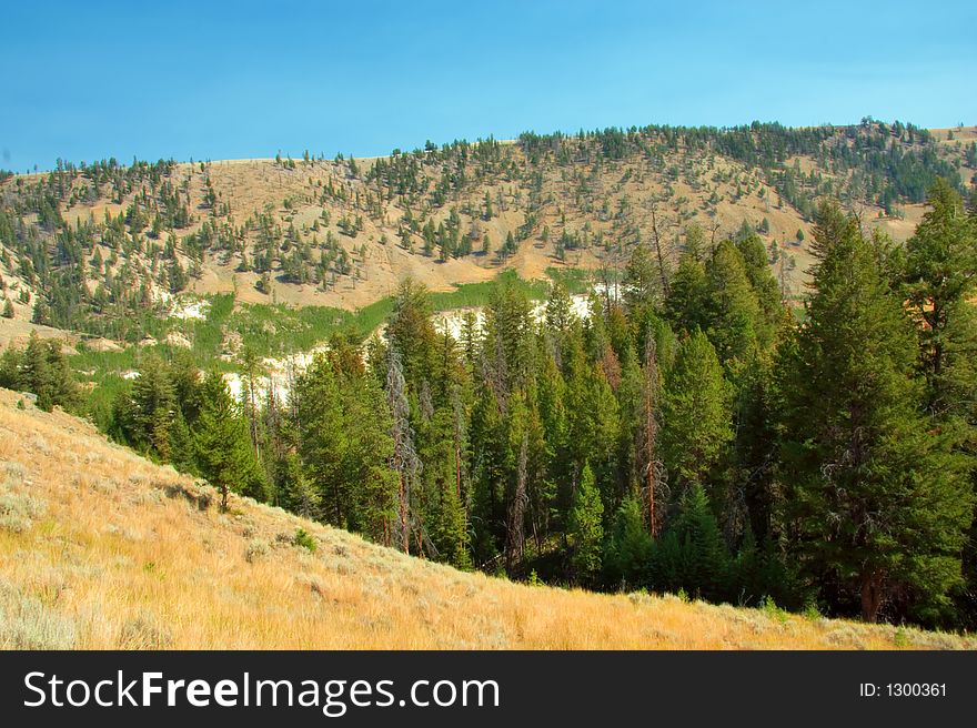 View from a hill in Yellowstone Park