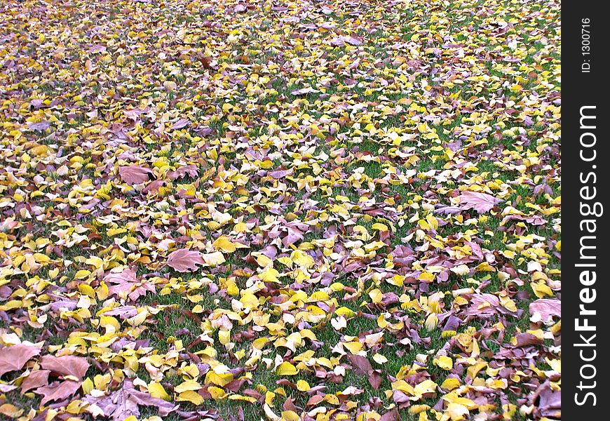 Brown and yellow autumn leaves on the ground . Brown and yellow autumn leaves on the ground