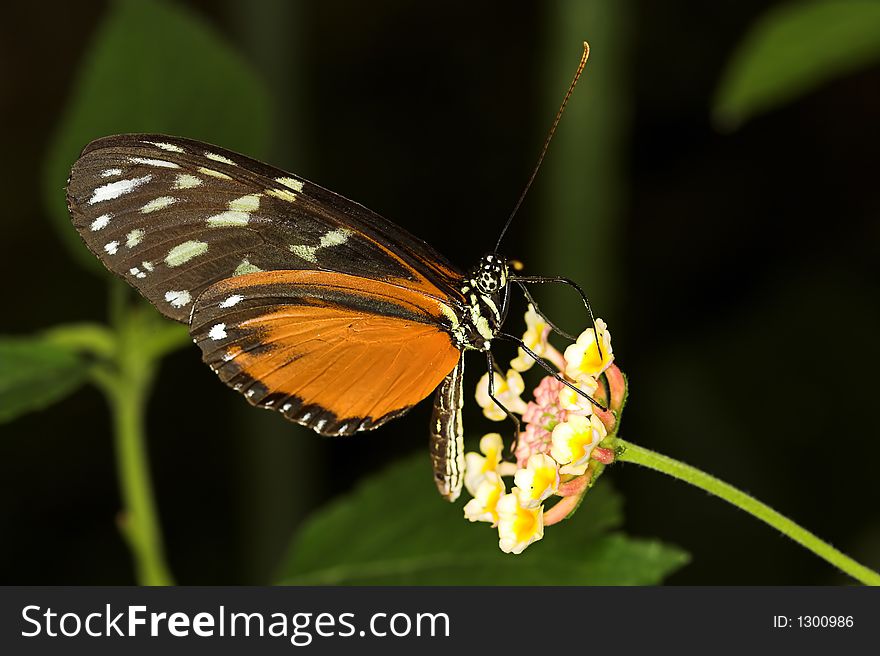 Longwing Butterfly