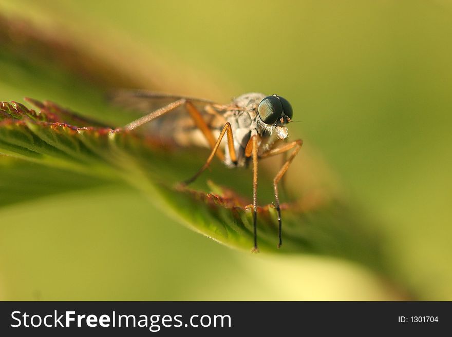 Fly with big green eyes