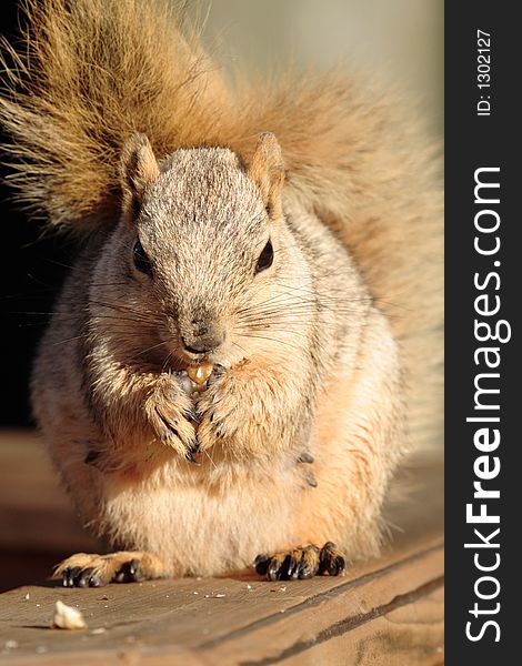 Squirrel Eating a Nut Close Up