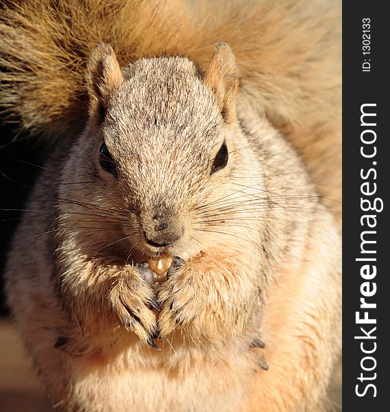 Squirrel Eating a Nut Close Up. Squirrel Eating a Nut Close Up