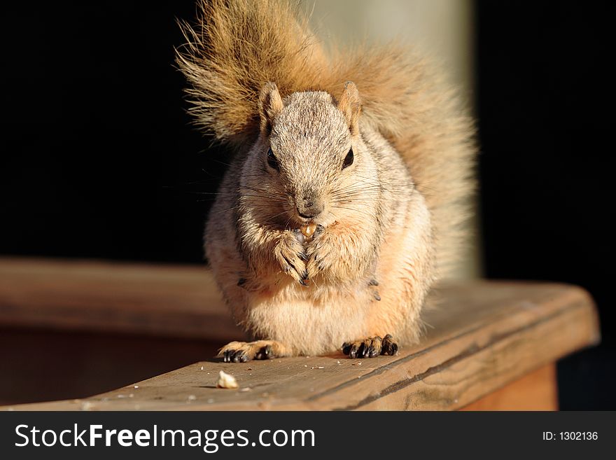 Squirrel Eating a Nut on a Deck Rail