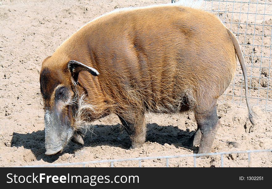 River hog digging in the enclosure. River hog digging in the enclosure