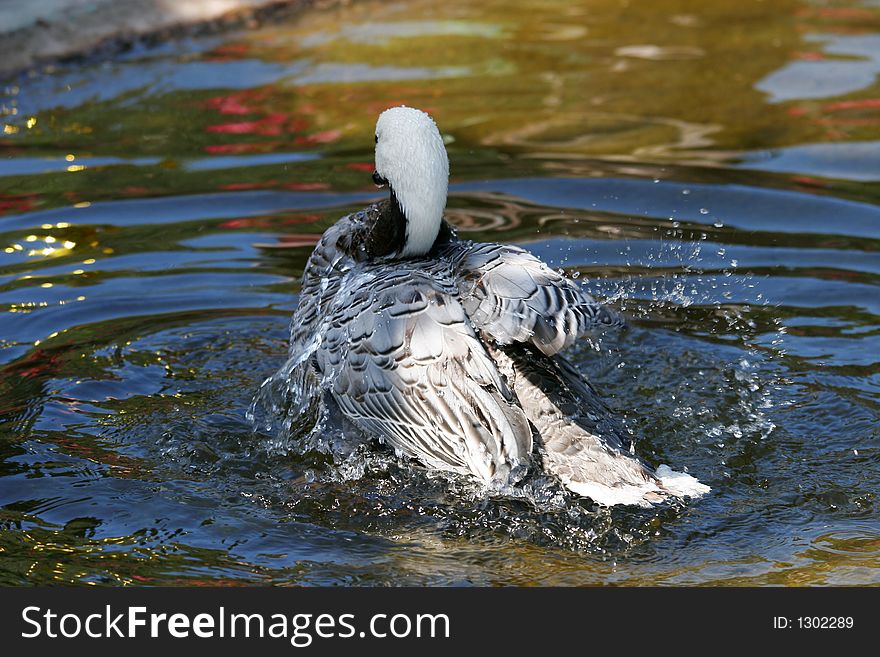 Duck is washing up and enjoys. Duck is washing up and enjoys