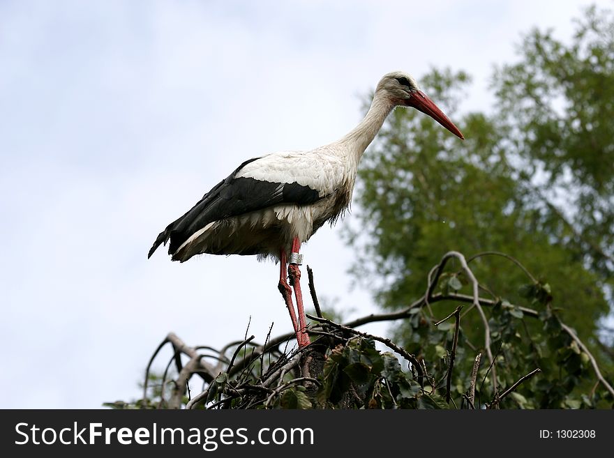 Big heron in high posed nest