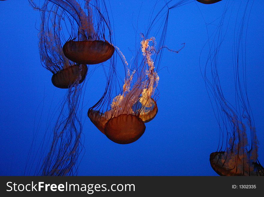 Several jellyfish illuminated to show details