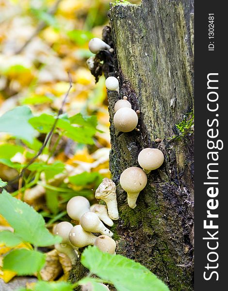 Mushrooms growing on a stub. Mushrooms growing on a stub