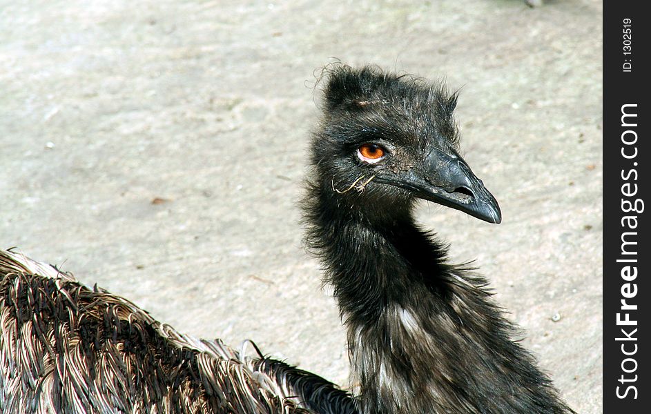 Portrait of a sad ostrich. Portrait of a sad ostrich