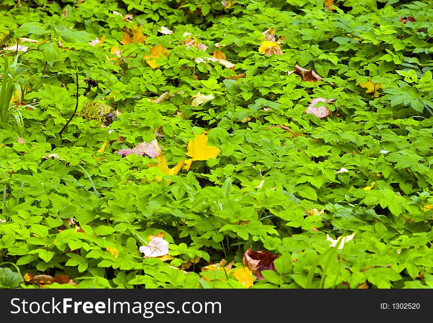 Yellow and red leaves on a green grass. Yellow and red leaves on a green grass