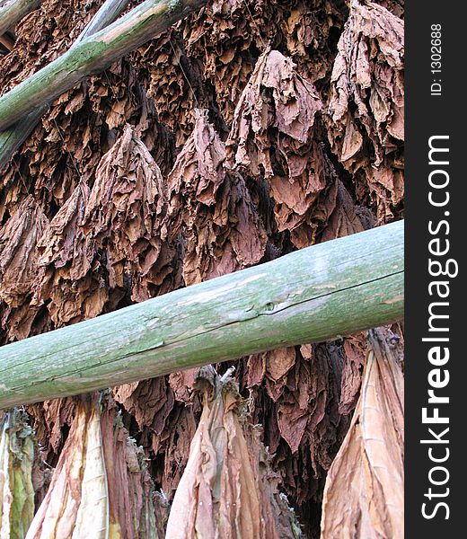 Tobacco's plantation, leaves drying. Tobacco's plantation, leaves drying