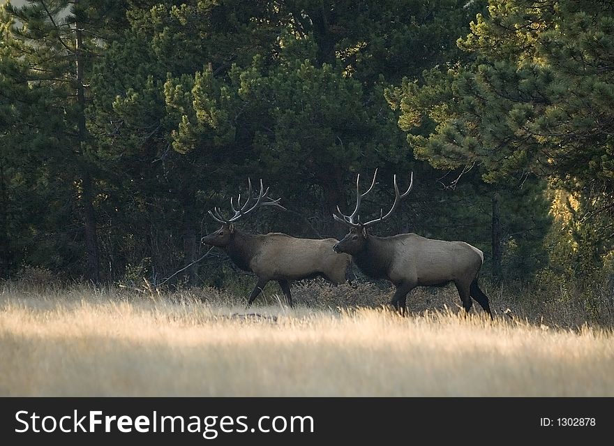 Two bull elk out for an early morning walk. Two bull elk out for an early morning walk