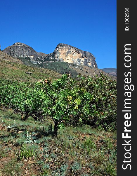 A scene from a South African mountain. A scene from a South African mountain.