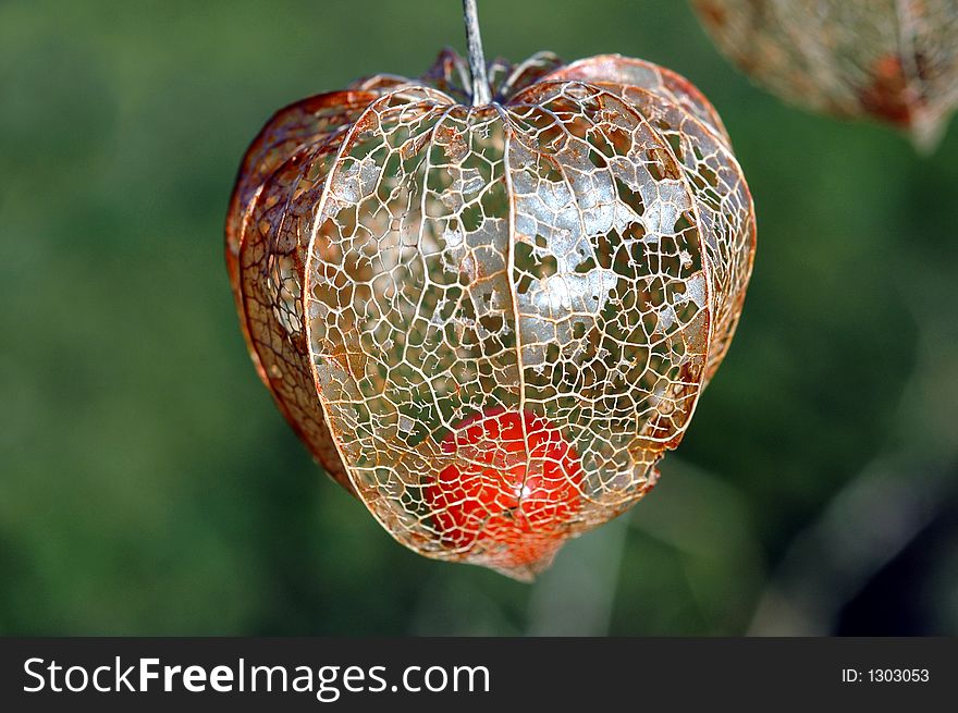 Physalis or Japanese lantern with green background.