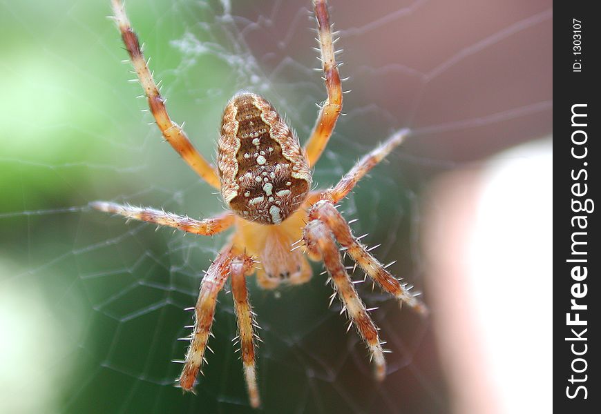 The Garden Spider (Araneus diadematius) is a familiar British spider, up to 12 mm long, with the females much larger than the males. The abdomen is patterned with a row of white dots down the centre and transverse white streaks forming a cross pattern. The Garden Spider (Araneus diadematius) is a familiar British spider, up to 12 mm long, with the females much larger than the males. The abdomen is patterned with a row of white dots down the centre and transverse white streaks forming a cross pattern.