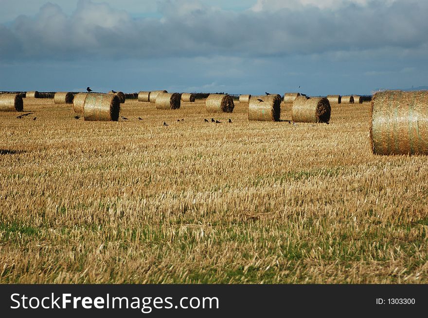 A field of straw bales with the crows and pigeons scavenging.