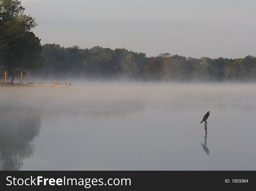 Bird On Water