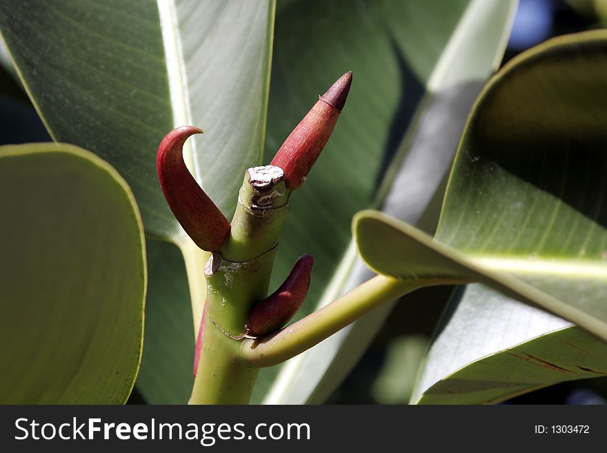 Tropical Plant With Green Leafs and Red Blossom