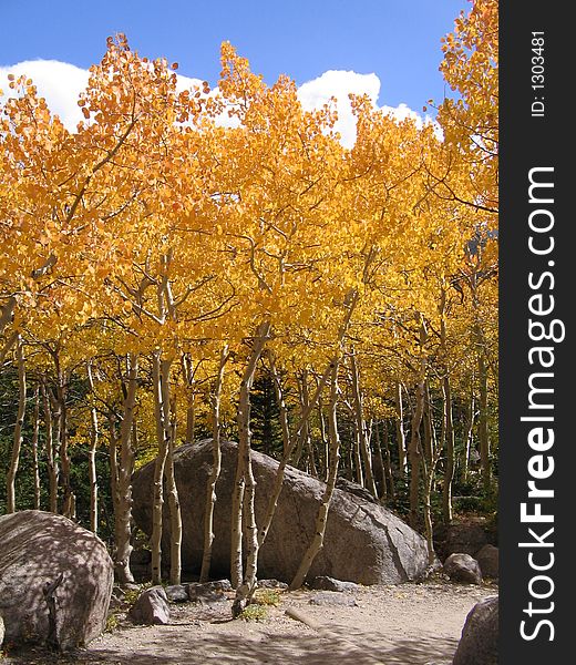 Grove of aspens covering boulders along trail. Grove of aspens covering boulders along trail