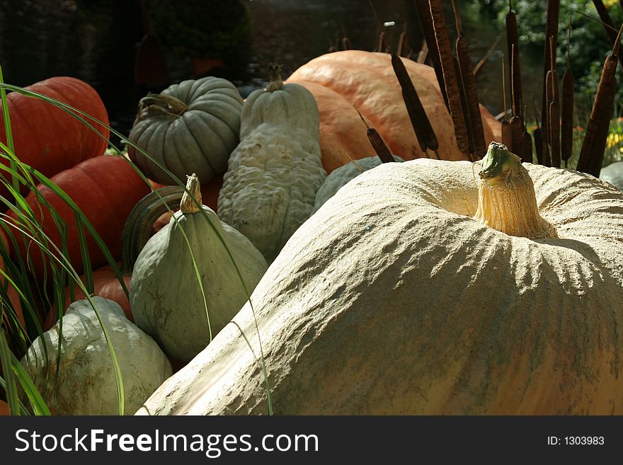 Pumpkins, Halloween and Thanksgiving decor. Pumpkins, Halloween and Thanksgiving decor