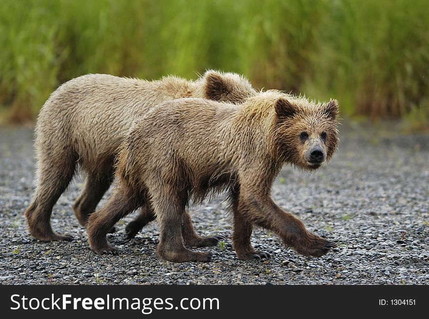 Brown bear cubs just out of the water near Brooks River