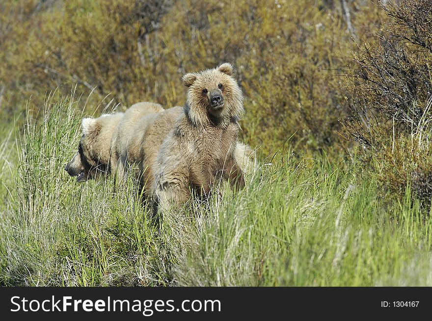 Brown bear and bear cub looking at me