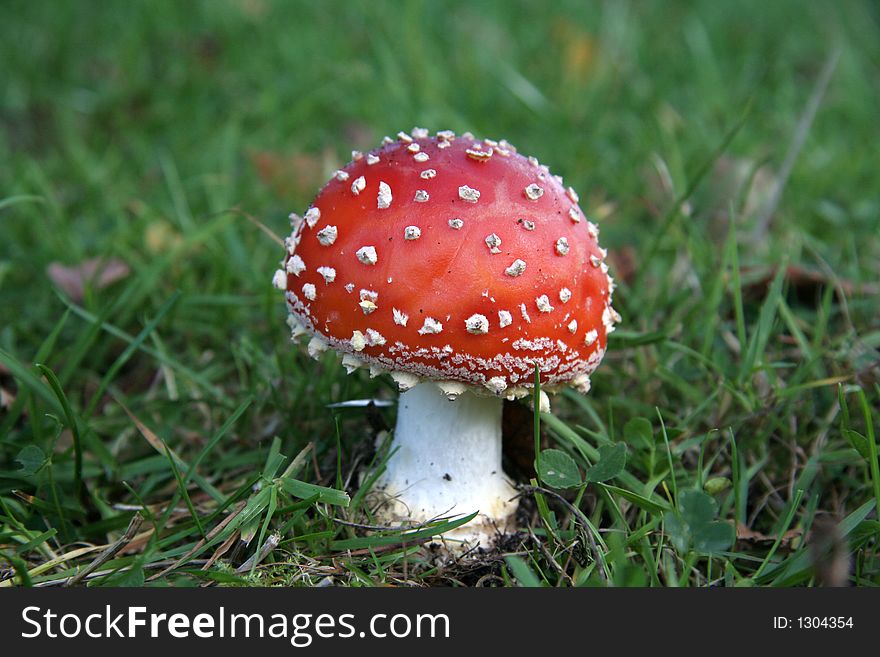 Beautiful poisonous mushroom found in a local wood. Beautiful poisonous mushroom found in a local wood