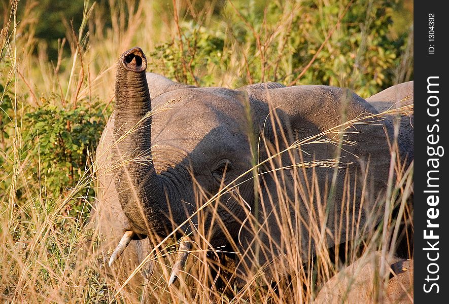 Elephant sniffing the air for something suspicious