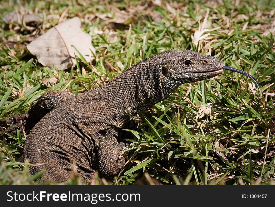 Monitor lizard