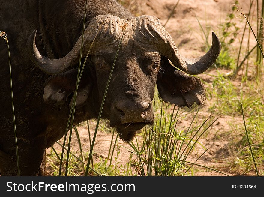 African buffalo staring into camera