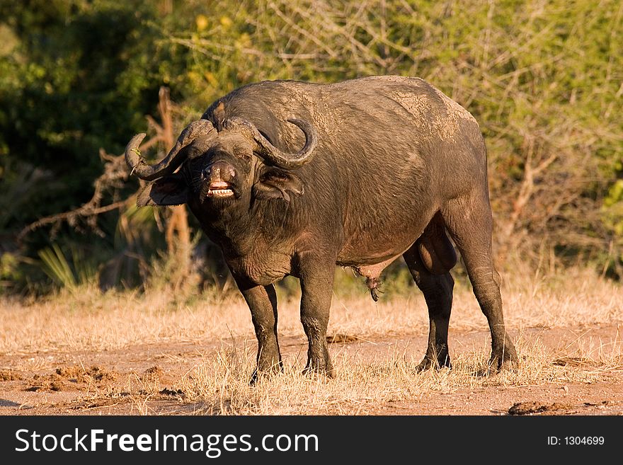 African buffalo sniffing the air. African buffalo sniffing the air