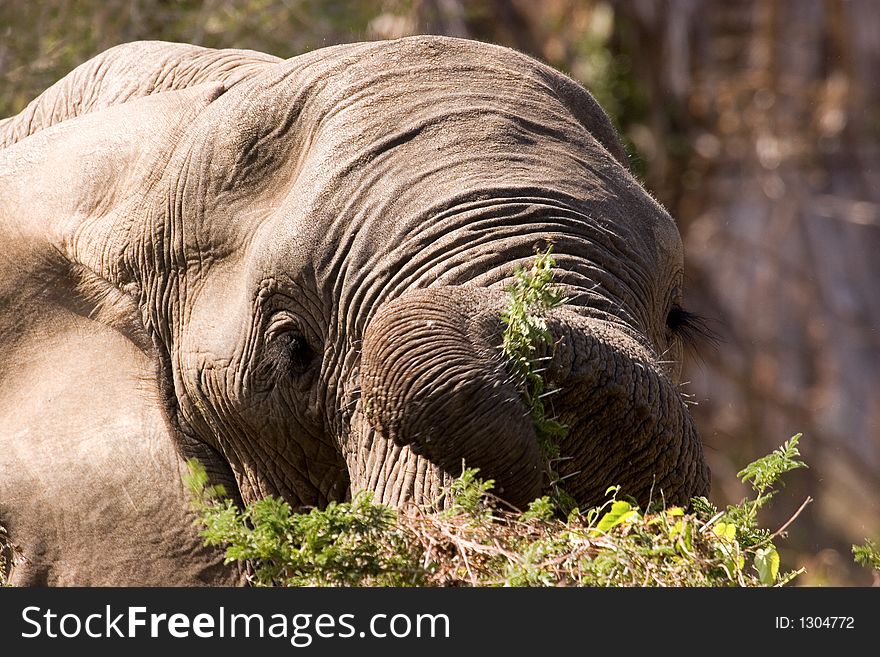 Elephant eating from branches in Lower Zambezi. Elephant eating from branches in Lower Zambezi