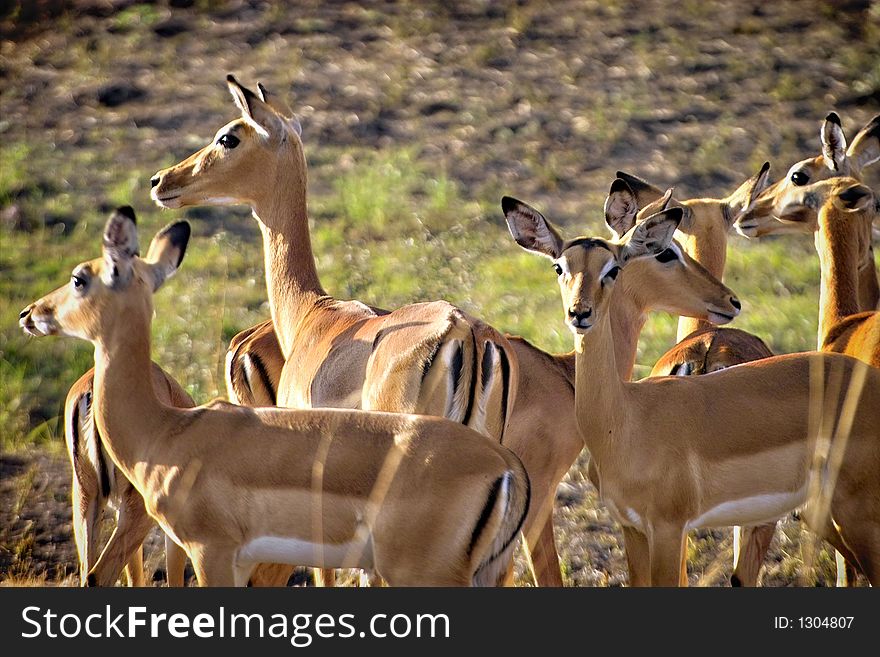 Impala herd looking in each direction. Impala herd looking in each direction