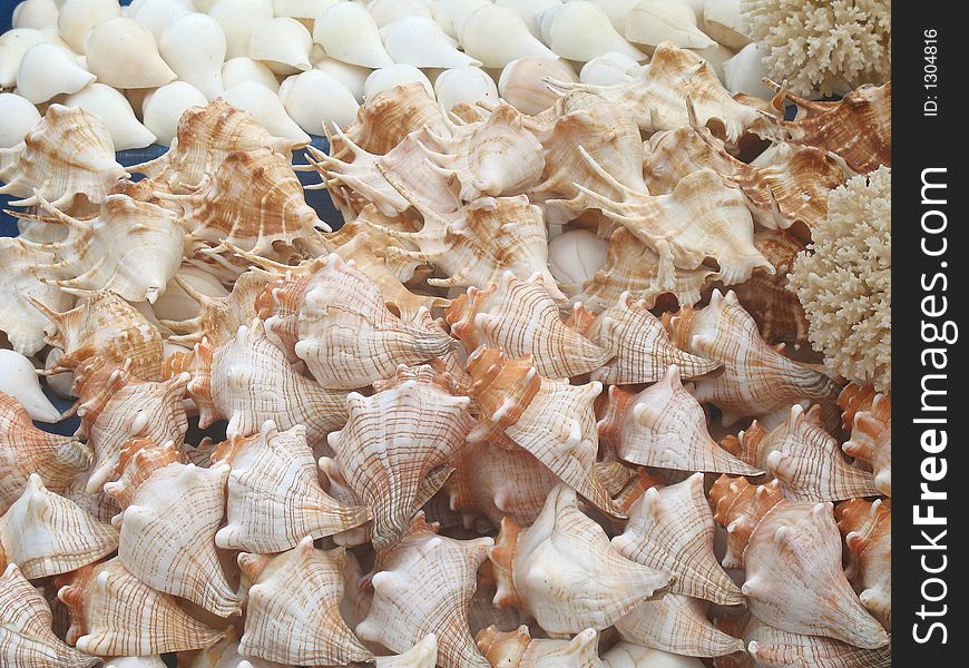 Sea shells in a show case for sales. Sea shells in a show case for sales.