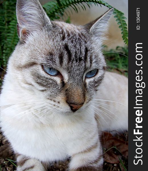 Portrait of cat in the garden