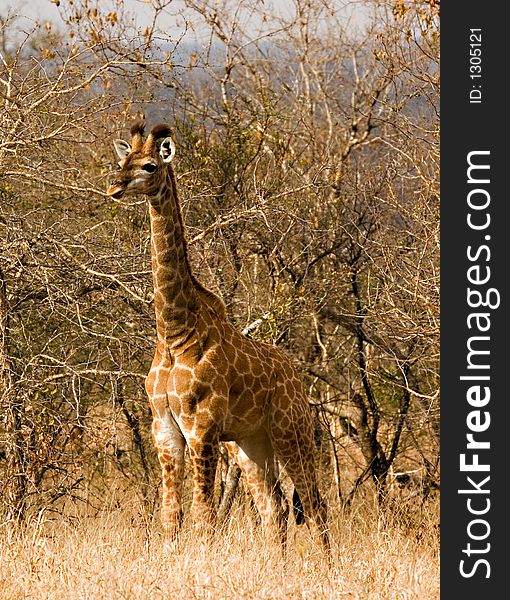 Baby giraffe in Kruger National Park