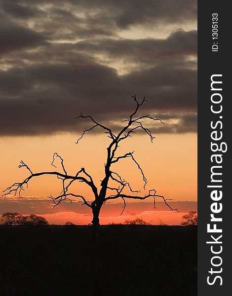 Sunset in kruger park south africa