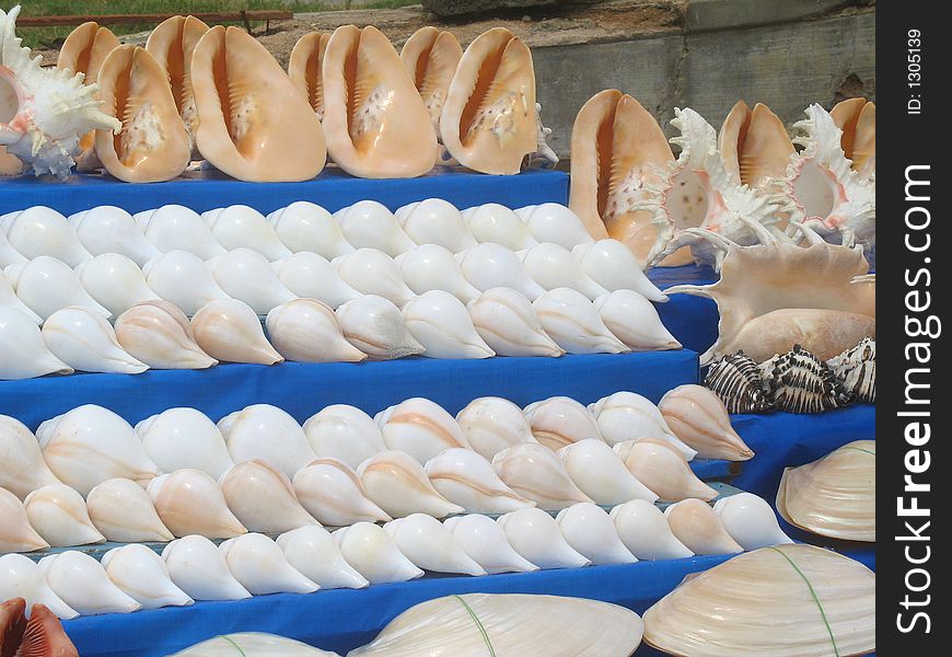 Pure white and brown colored sea shells have been displayed. Pure white and brown colored sea shells have been displayed.