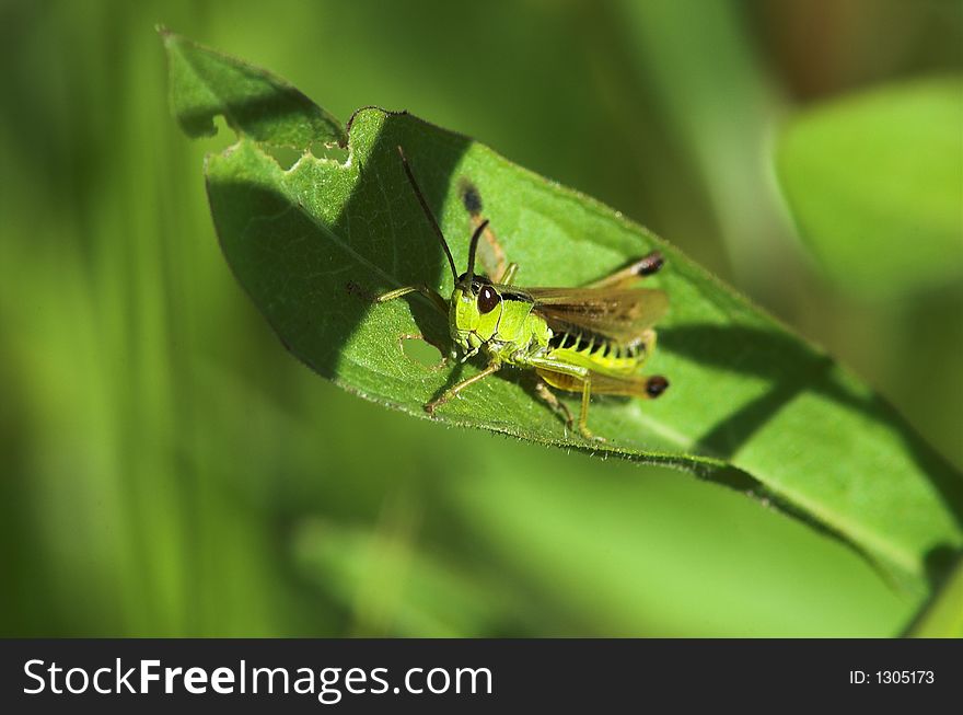 The grasshopper sits on a blade. The grasshopper sits on a blade